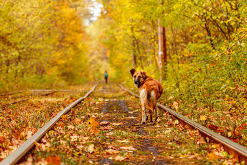 Naklejka premium Autumn forest through which an old tram rides (Ukraine) and red dog