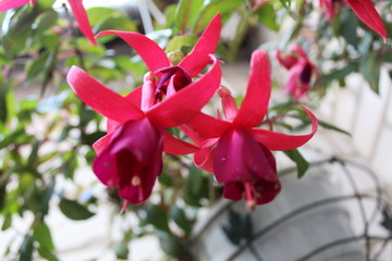red flowers in the garden