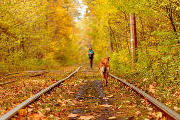 Autumn forest through which an old tram rides (Ukraine) and red dog