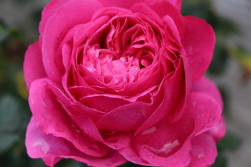 pink rose