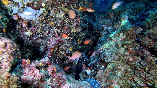 Deep marine life - Red anthas fishes in a colourful reef