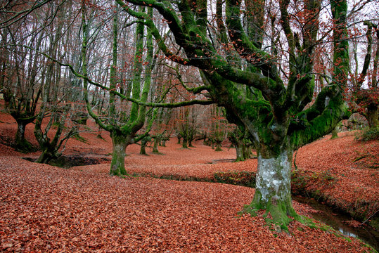 Hayedo Otzarreta bosque oto&ntilde;o autum hojas madera