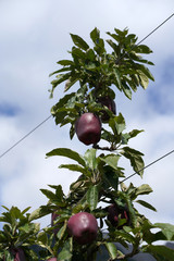 Apfel Äpfel Apfelernte in Südtirol