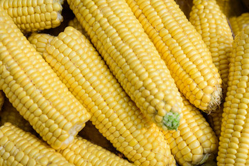 Close up of a group of freshly yellow corn ready for cooking in display at a food market