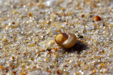 coquillage