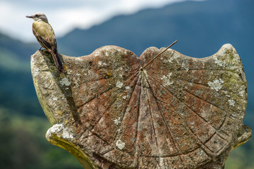 Tiradentes, Minas Gerais, Brazil - March 08, 2016: Little bird on an old and mossy sundial in historic city of Brazil