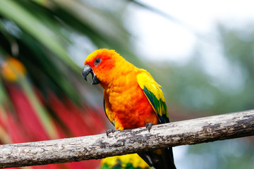 Obraz premium Perruche conure soleil