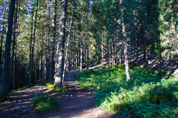 Mountain green coniferous rocky forest.