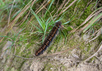 A huge furry caterpillar creeps in the grass.