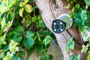 Covert video surveillance. Camera on a tree among greenery