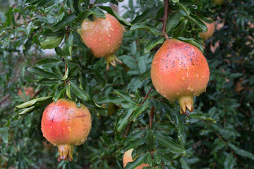 pomegranate fruit