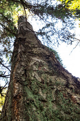 Old trunk with moss. Closeup selective focus