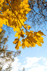Yellow autumn maple leafs on the branch and blue sky
