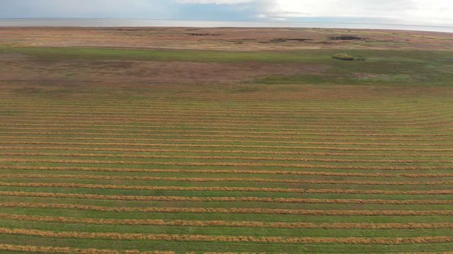 Drone video over a canola field swathed into windrows and is ready for harvesting.  Drone is flying sideways and a large lake is in the background.
