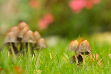 Mehrere Pilze stehen auf einer grünen Wiese im Herbst bei Morgentau Herbststimmung