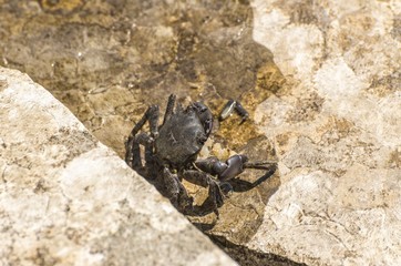 Mediterranean crab specimen on rocks