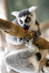 Portrait d'un lémurien