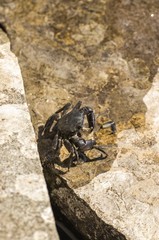 Mediterranean crab specimen on rocks