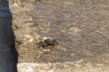 Mediterranean crab specimen on rocks