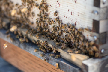 Hive and bees
