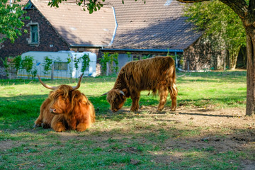 schottische Hochlandrinder auf einem Bauernhof, Highland Cattle