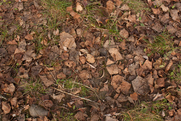 Natural autumn pattern background with dry and brown Fall leaves pattern