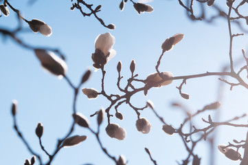 Magnolia tree. Blossoming