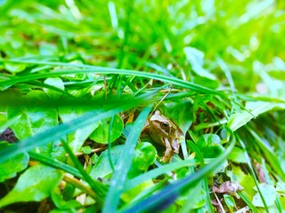 Obraz premium snail on leaf