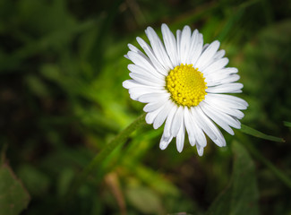 Gänseblümchen