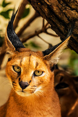 Caracal caracal