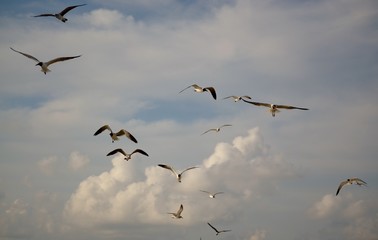 flock of seagulls
