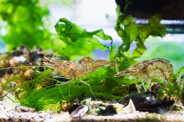 cute and funny Baltic prawns, Palaemon adspersus, saltwater decapod crustacean in dense green Ulva...