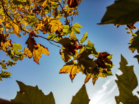 Bright beautiful yellow autumn leaves of a plane tree on tree branches on a sunny day against a blue cloudless sky.