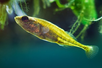 active and curious species ninespine stickleback, Pungitius pungitius, tiny and vulnerable...