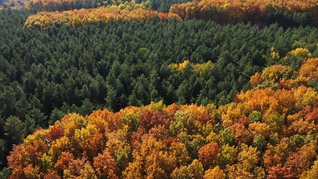 Aerial View Cinematic Autumn Forest