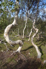 gekrümmte Birke - Laubbaum - Natur