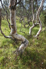 gekrümmte Birke - Laubbaum - Natur