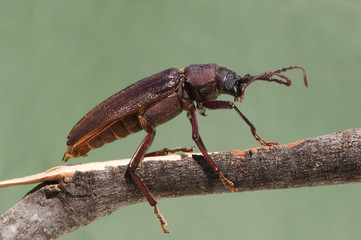 Prinobius myardi large beetle whose larva feeds on wood perched on a stick lit with natural light