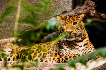 Panthère de Chine du Nord - Panthera pardus japonensis