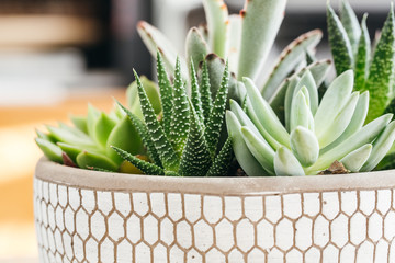 Potted succulents in concreate decorative  planter - obrazy, fototapety, plakaty