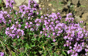Thyme blooms in the wild