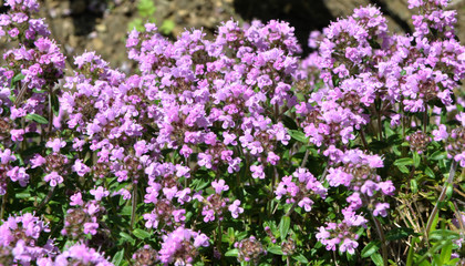 Thyme blooms in the wild