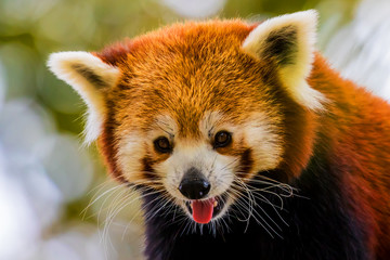 Panda roux - Ailurus fulgens