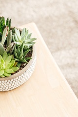 Potted Succulents in Planter