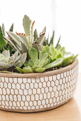 Potted Succulents in Planter