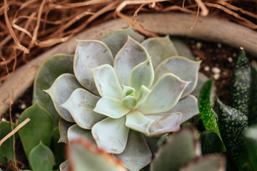 Potted Succulents in Planter