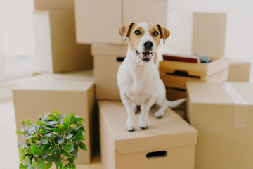 Funny dog sits on carton boxes, green indoor plant near, relocates in new modern apartment, has...