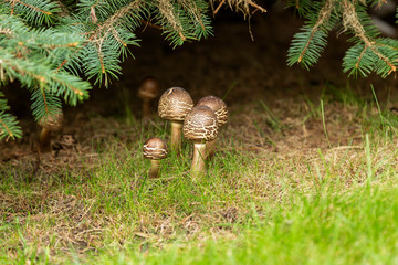 Wild Mushroom in Wisconsin autumn forest