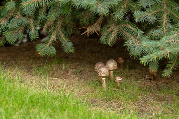 Wild Mushroom in Wisconsin autumn forest