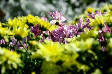  Beautiful autumn chrysanthemum flowers. Park, nature.